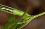 Stalked wild petunia